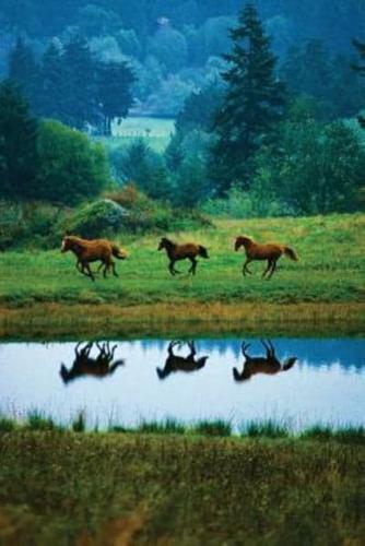 Horse Reflections Notebook