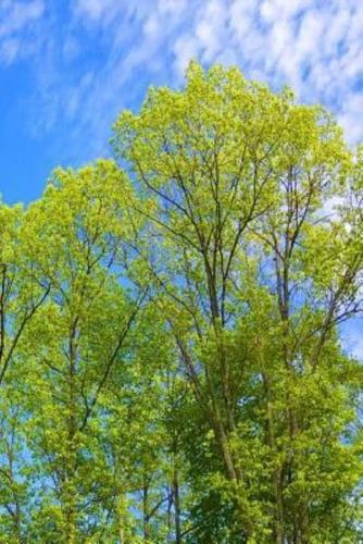 Journal Blue Sky over Spring Trees