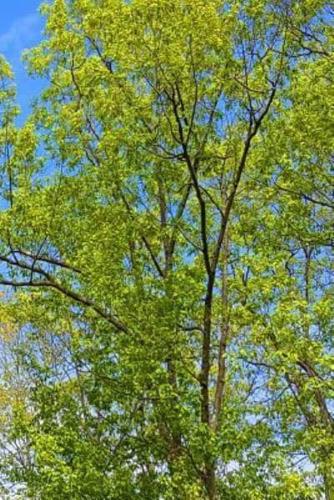 Journal Springtime Tree Buds Blue Sky
