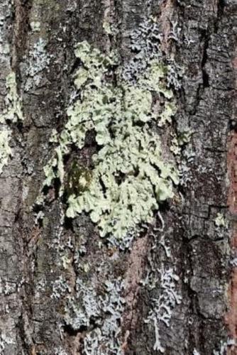 Journal Mossy Bark Oak Tree