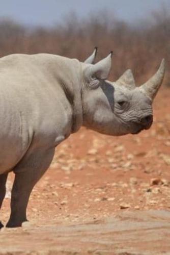 National Park Rhino Notebook