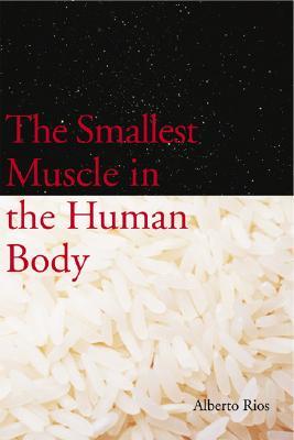 The Smallest Muscle in the Human Body