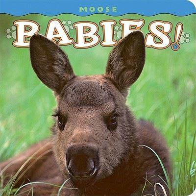 Moose Babies!