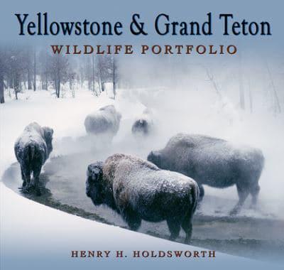Yellowstone & Grand Teton Wildlife Portfolio (Sc)