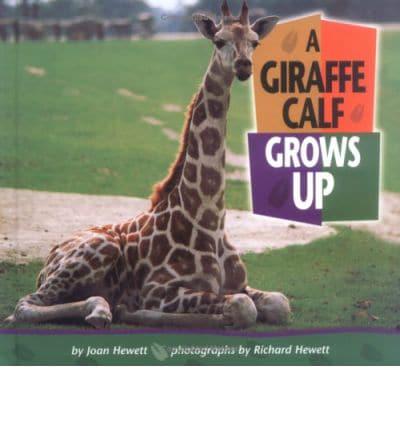 A Giraffe Calf Grows Up