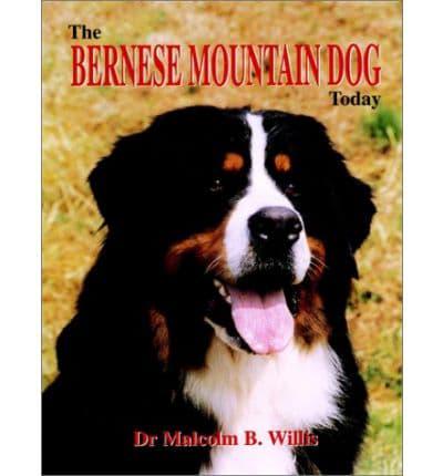The Bernese Mountain Dog Today
