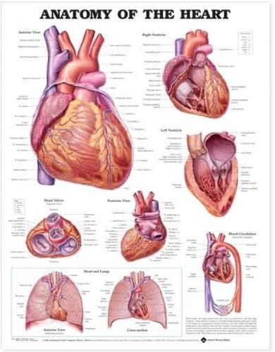 Anatomy of the Heart Anatomical Chart