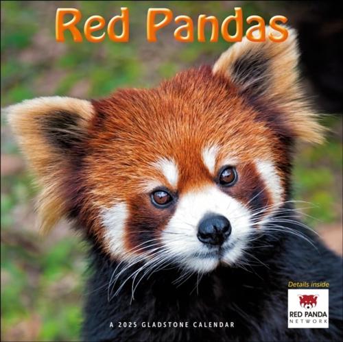 Red Pandas Square Wall Calendar 2025