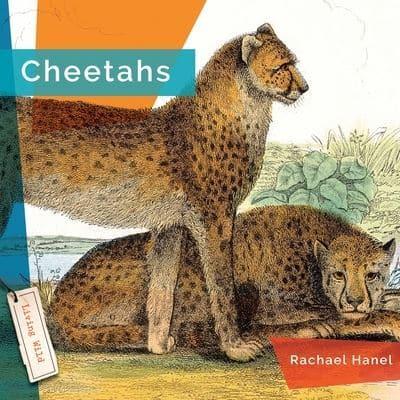 Cheetahs