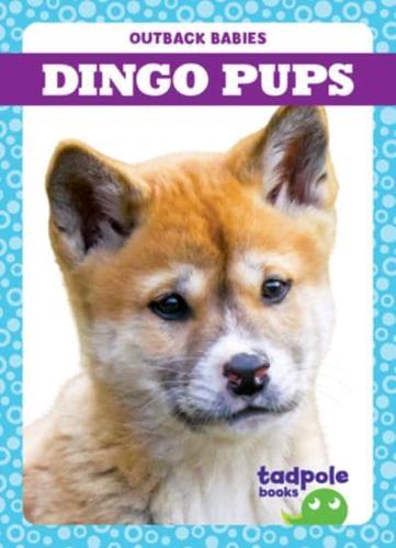 Dingo Pups