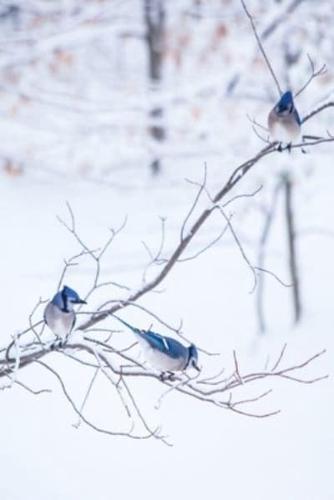 2020 Daily Planner Three Blue Jays Snowy Winter Branch 388 Pages