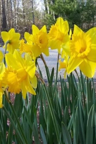 2020 Daily Planner Spring Yellow Daffodils 388 Pages