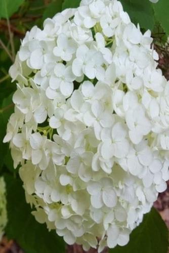 2020 Daily Planner White Hydrangea 388 Pages