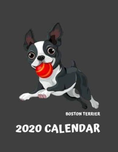 2020 Boston Terrier Calendar