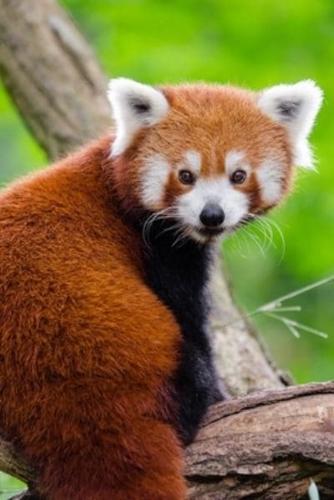 Red Panda Bear Journal