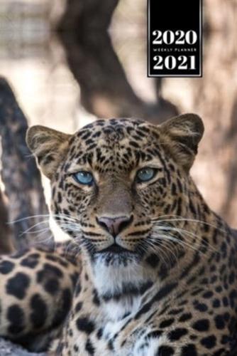 Panther Leopard Cheetah Cougar Week Planner Weekly Organizer Calendar 2020 / 2021 - Attentive Look