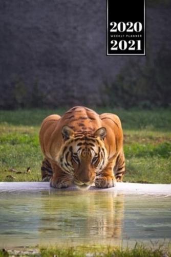 Tiger Week Planner Weekly Organizer Calendar 2020 / 2021 - Sunbeams