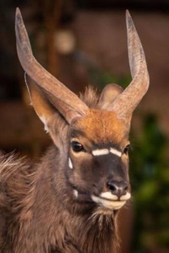 Nyala Antelope Journal