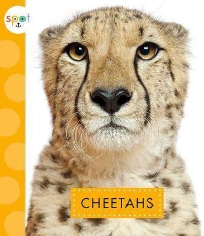 Cheetahs