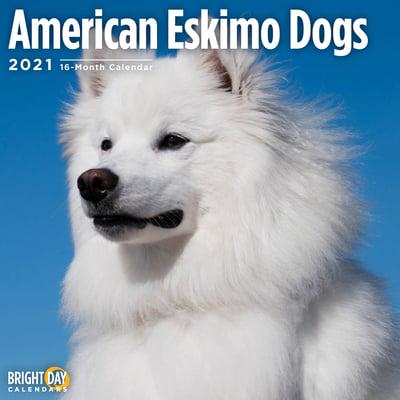 American Eskimo Dogs 2021