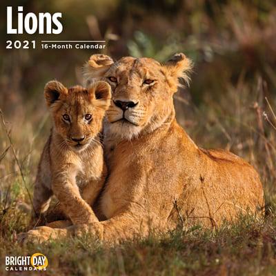 Lions 2021