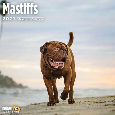 Mastiffs 2021