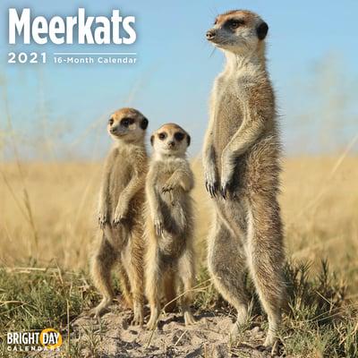 Meerkats 2021