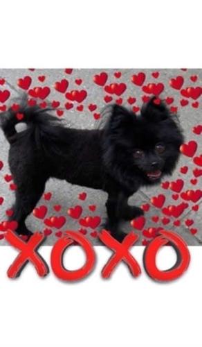 Valentine's  all Love xoxo Pomeranian creative   blank journal