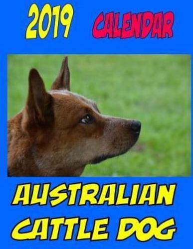 2019 Calendar Australian Cattle Dog