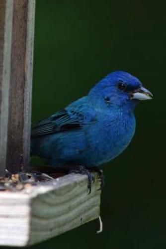 Indigo Bunting (Passerina Cyanea) Bird Journal