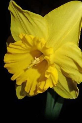 Daffodil