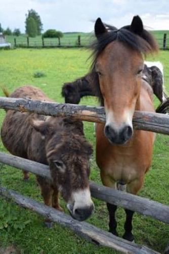 Horse and Donkey Buddies Journal