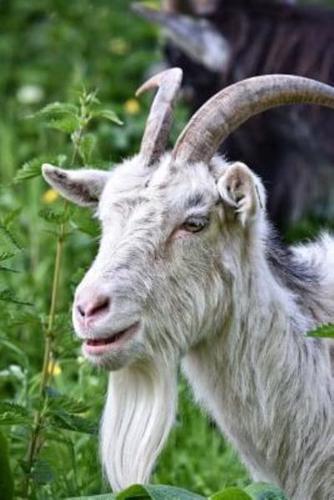 Saanen Goat With a Beard Journal