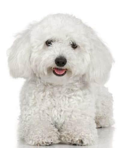 School Composition Book White Poodle Dog Photo 200 Pages