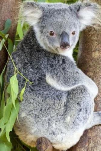 Relaxed Koala Bear Sitting in a Tree Journal