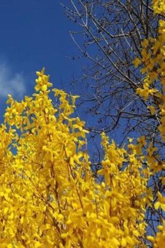 2019 Daily Planner Forsythia Against Pretty Sky 384 Pages