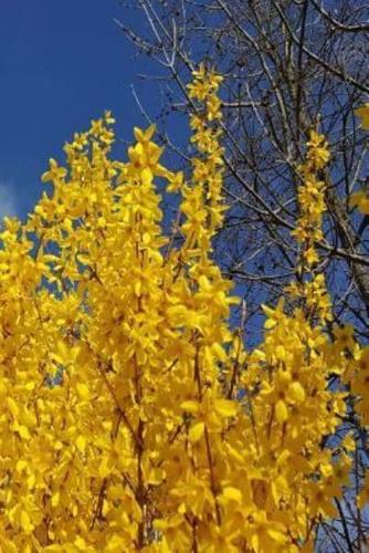 2019 Daily Planner Pretty Forsythia Branches Blue Sky 384 Pages