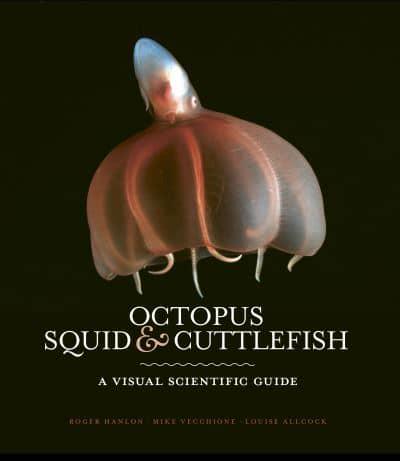 Octopus Squid & Cuttlefish