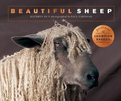 Beautiful Sheep