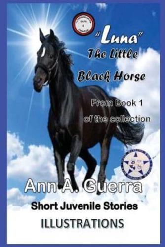 Luna The Little Black Horse