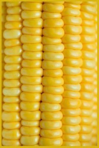 Corn on the Cob Notebook