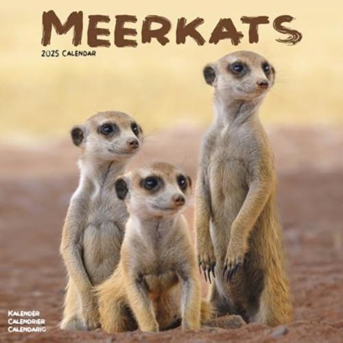 Meerkats Calendar 2025 Square Wildlife Safari Wall Calendar - 16 Month