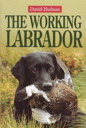 The Working Labrador