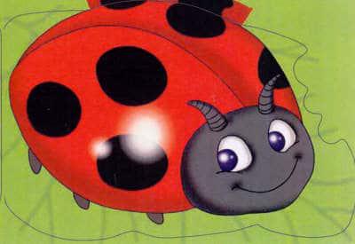 Ladybird