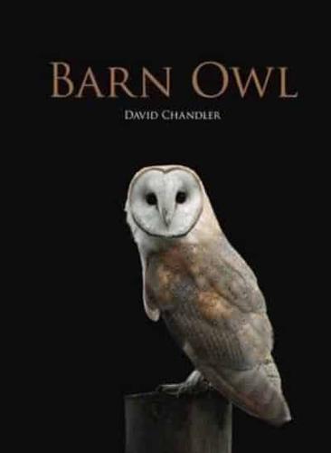 Barn Owl