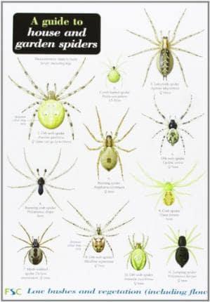 A Guide to House and Garden Spiders