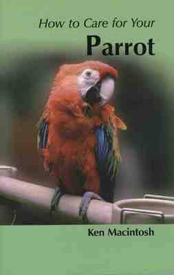 How to Care for Your Parrot