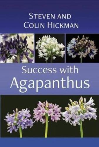 Success With Agapanthus