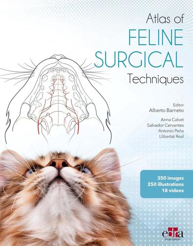 Feline Surgery