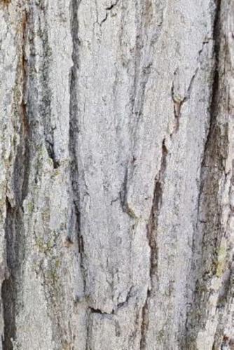 Journal Old Oak Tree Rough Bark